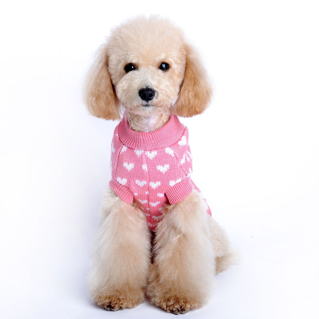 Cutie dog clothing